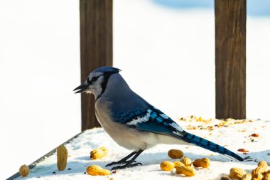 Mavi alakarga kuşu, dağınık yerfıstıklarının arasında, karlı bir yüzeyde duruyor. Detaylı mavi ve beyaz tüyleri kar ve koyu arkaplanla çelişiyor. Vahşi yaşam sahnesi.