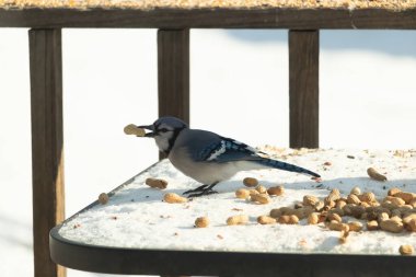 Gagasında yer fıstığı olan canlı mavi bir alakarga, karlı bir yüzeyde dağınık yer fıstıklarının arasında. Kış yaban hayatını ve kuş yemini yakalayan yakın çekim..