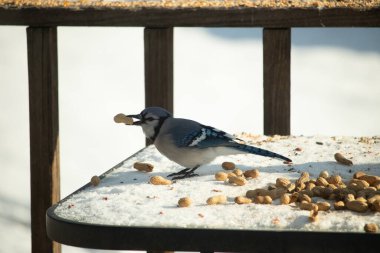 Gagasında yer fıstığı olan canlı mavi bir alakarga, karlı bir yüzeyde dağınık yer fıstıklarının arasında. Kış yaban hayatını ve kuş yemini yakalayan yakın çekim..
