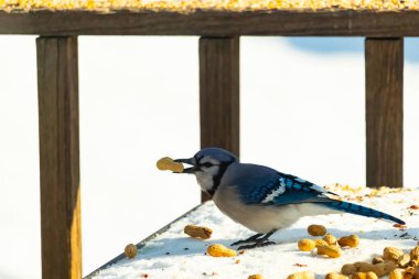 Gagasında yer fıstığı olan canlı mavi bir alakarga, karlı bir yüzeyde dağınık yer fıstıklarının arasında. Kış yaban hayatını ve kuş yemini yakalayan yakın çekim..
