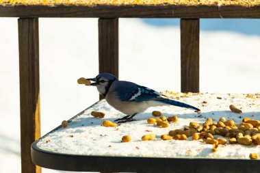 Gagasında yer fıstığı olan canlı mavi bir alakarga, karlı bir yüzeyde dağınık yer fıstıklarının arasında. Kış yaban hayatını ve kuş yemini yakalayan yakın çekim..