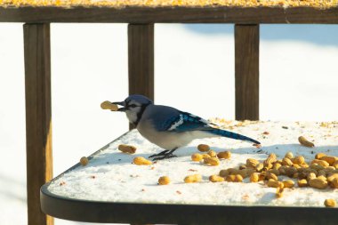 Gagasında yer fıstığı olan canlı mavi bir alakarga, karlı bir yüzeyde dağınık yer fıstıklarının arasında. Kış yaban hayatını ve kuş yemini yakalayan yakın çekim..