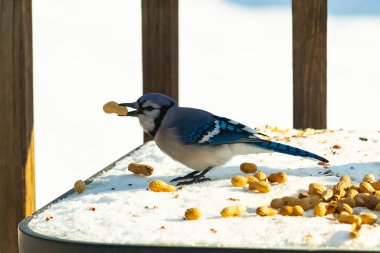 Gagasında yer fıstığı olan canlı mavi bir alakarga, karlı bir yüzeyde dağınık yer fıstıklarının arasında. Kış yaban hayatını ve kuş yemini yakalayan yakın çekim..