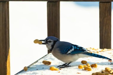 Gagasında yer fıstığı olan canlı mavi bir alakarga, karlı bir yüzeyde dağınık yer fıstıklarının arasında. Kış yaban hayatını ve kuş yemini yakalayan yakın çekim..