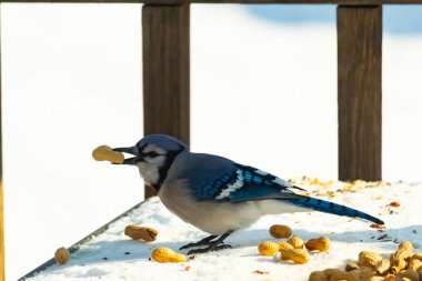 Gagasında yer fıstığı olan canlı mavi bir alakarga, karlı bir yüzeyde dağınık yer fıstıklarının arasında. Kış yaban hayatını ve kuş yemini yakalayan yakın çekim..
