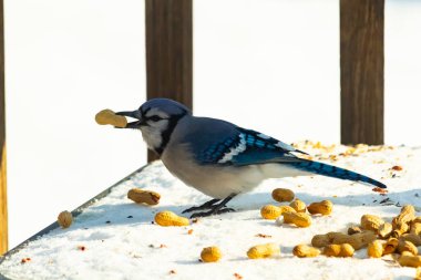 Gagasında yer fıstığı olan canlı mavi bir alakarga, karlı bir yüzeyde dağınık yer fıstıklarının arasında. Kış yaban hayatını ve kuş yemini yakalayan yakın çekim..