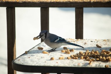 Gagasında yer fıstığı olan canlı mavi bir alakarga, karlı bir yüzeyde dağınık yer fıstıklarının arasında. Kış yaban hayatını ve kuş yemini yakalayan yakın çekim..