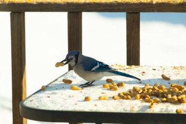 Gagasında yer fıstığı olan canlı mavi bir alakarga, karlı bir yüzeyde dağınık yer fıstıklarının arasında. Kış yaban hayatını ve kuş yemini yakalayan yakın çekim..