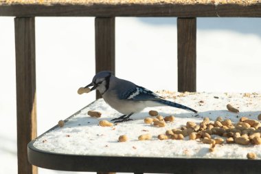 Gagasında yer fıstığı olan canlı mavi bir alakarga, karlı bir yüzeyde dağınık yer fıstıklarının arasında. Kış yaban hayatını ve kuş yemini yakalayan yakın çekim..