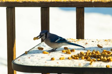 Gagasında yer fıstığı olan canlı mavi bir alakarga, karlı bir yüzeyde dağınık yer fıstıklarının arasında. Kış yaban hayatını ve kuş yemini yakalayan yakın çekim..