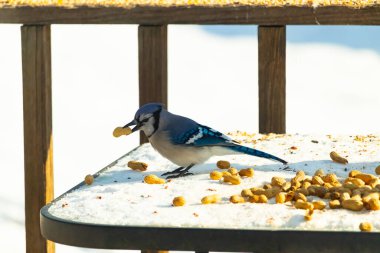 Gagasında yer fıstığı olan canlı mavi bir alakarga, karlı bir yüzeyde dağınık yer fıstıklarının arasında. Kış yaban hayatını ve kuş yemini yakalayan yakın çekim..