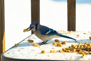 Gagasında yer fıstığı olan canlı mavi bir alakarga, karlı bir yüzeyde dağınık yer fıstıklarının arasında. Kış yaban hayatını ve kuş yemini yakalayan yakın çekim..