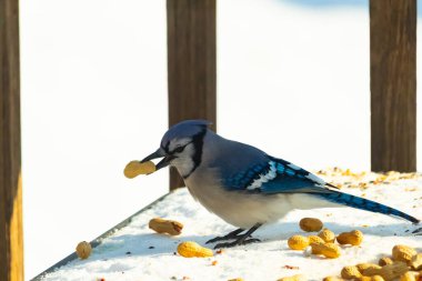 Gagasında yer fıstığı olan canlı mavi bir alakarga, karlı bir yüzeyde dağınık yer fıstıklarının arasında. Kış yaban hayatını ve kuş yemini yakalayan yakın çekim..