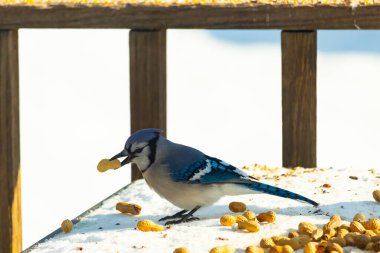Gagasında yer fıstığı olan canlı mavi bir alakarga, karlı bir yüzeyde dağınık yer fıstıklarının arasında. Kış yaban hayatını ve kuş yemini yakalayan yakın çekim..