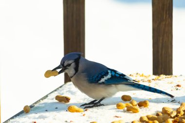 Gagasında yer fıstığı olan canlı mavi bir alakarga, karlı bir yüzeyde dağınık yer fıstıklarının arasında. Kış yaban hayatını ve kuş yemini yakalayan yakın çekim..
