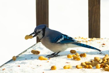 Gagasında yer fıstığı olan canlı mavi bir alakarga, karlı bir yüzeyde dağınık yer fıstıklarının arasında. Kış yaban hayatını ve kuş yemini yakalayan yakın çekim..