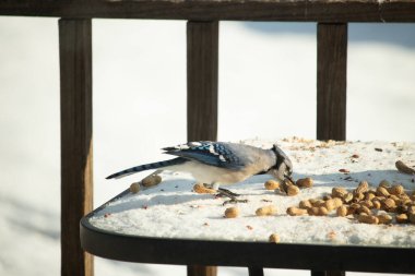 Canlı bir mavi alakarga karda yer fıstığı arıyor. Canlı tüyleri beyaz zemine zıt düşüyor. Doğa, vahşi yaşam ya da mevsimlik temalar için ideal.