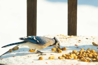 Canlı bir mavi alakarga karda yer fıstığı arıyor. Canlı tüyleri beyaz zemine zıt düşüyor. Doğa, vahşi yaşam ya da mevsimlik temalar için ideal.