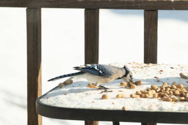 Canlı bir mavi alakarga karda yer fıstığı arıyor. Canlı tüyleri beyaz zemine zıt düşüyor. Doğa, vahşi yaşam ya da mevsimlik temalar için ideal.