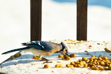 Canlı bir mavi alakarga karda yer fıstığı arıyor. Canlı tüyleri beyaz zemine zıt düşüyor. Doğa, vahşi yaşam ya da mevsimlik temalar için ideal.