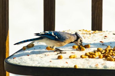 Canlı bir mavi alakarga karda yer fıstığı arıyor. Canlı tüyleri beyaz zemine zıt düşüyor. Doğa, vahşi yaşam ya da mevsimlik temalar için ideal.