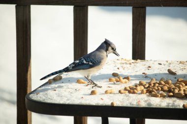Canlı bir mavi karga, etrafa saçılmış fıstıklarla çevrili, karlı bir zemin üzerinde duruyor. Kuşun çarpıcı mavi ve beyaz tüyleri, arka plandaki kahverengi ve beyaz çitlerle çok güzel tezat oluşturuyor..