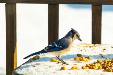 Canlı bir mavi karga, etrafa saçılmış fıstıklarla çevrili, karlı bir zemin üzerinde duruyor. Kuşun çarpıcı mavi ve beyaz tüyleri, arka plandaki kahverengi ve beyaz çitlerle çok güzel tezat oluşturuyor..