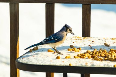 Canlı bir mavi karga, etrafa saçılmış fıstıklarla çevrili, karlı bir zemin üzerinde duruyor. Kuşun çarpıcı mavi ve beyaz tüyleri, arka plandaki kahverengi ve beyaz çitlerle çok güzel tezat oluşturuyor..