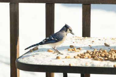 Canlı bir mavi karga, etrafa saçılmış fıstıklarla çevrili, karlı bir zemin üzerinde duruyor. Kuşun çarpıcı mavi ve beyaz tüyleri, arka plandaki kahverengi ve beyaz çitlerle çok güzel tezat oluşturuyor..