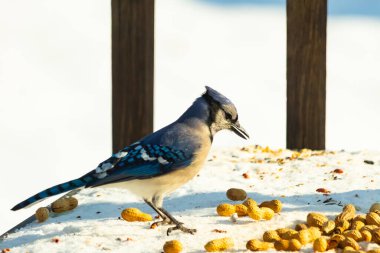 Canlı bir mavi karga, etrafa saçılmış fıstıklarla çevrili, karlı bir zemin üzerinde duruyor. Kuşun çarpıcı mavi ve beyaz tüyleri, arka plandaki kahverengi ve beyaz çitlerle çok güzel tezat oluşturuyor..