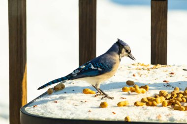 Canlı bir mavi karga, etrafa saçılmış fıstıklarla çevrili, karlı bir zemin üzerinde duruyor. Kuşun çarpıcı mavi ve beyaz tüyleri, arka plandaki kahverengi ve beyaz çitlerle çok güzel tezat oluşturuyor..
