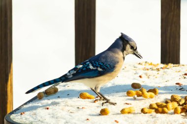 Canlı bir mavi karga, etrafa saçılmış fıstıklarla çevrili, karlı bir zemin üzerinde duruyor. Kuşun çarpıcı mavi ve beyaz tüyleri, arka plandaki kahverengi ve beyaz çitlerle çok güzel tezat oluşturuyor..