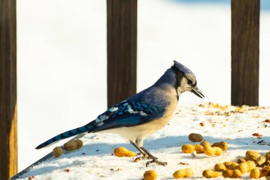Canlı bir mavi karga, etrafa saçılmış fıstıklarla çevrili, karlı bir zemin üzerinde duruyor. Kuşun çarpıcı mavi ve beyaz tüyleri, arka plandaki kahverengi ve beyaz çitlerle çok güzel tezat oluşturuyor..