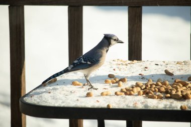 Canlı bir mavi karga, etrafa saçılmış fıstıklarla çevrili, karlı bir zemin üzerinde duruyor. Kuşun çarpıcı mavi ve beyaz tüyleri, arka plandaki kahverengi ve beyaz çitlerle çok güzel tezat oluşturuyor..