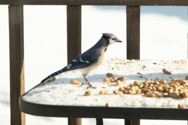 Canlı bir mavi karga, etrafa saçılmış fıstıklarla çevrili, karlı bir zemin üzerinde duruyor. Kuşun çarpıcı mavi ve beyaz tüyleri, arka plandaki kahverengi ve beyaz çitlerle çok güzel tezat oluşturuyor..