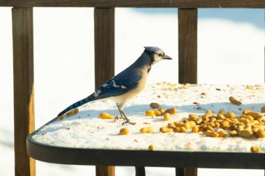 Canlı bir mavi karga, etrafa saçılmış fıstıklarla çevrili, karlı bir zemin üzerinde duruyor. Kuşun çarpıcı mavi ve beyaz tüyleri, arka plandaki kahverengi ve beyaz çitlerle çok güzel tezat oluşturuyor..