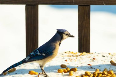 Canlı bir mavi karga, etrafa saçılmış fıstıklarla çevrili, karlı bir zemin üzerinde duruyor. Kuşun çarpıcı mavi ve beyaz tüyleri, arka plandaki kahverengi ve beyaz çitlerle çok güzel tezat oluşturuyor..