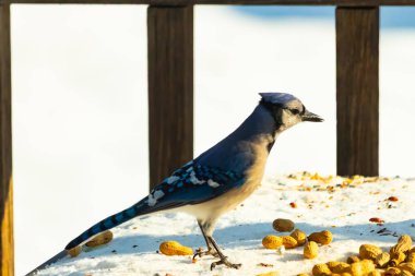 Canlı bir mavi karga, etrafa saçılmış fıstıklarla çevrili, karlı bir zemin üzerinde duruyor. Kuşun çarpıcı mavi ve beyaz tüyleri, arka plandaki kahverengi ve beyaz çitlerle çok güzel tezat oluşturuyor..