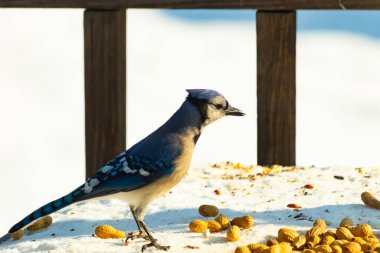 Canlı bir mavi karga, etrafa saçılmış fıstıklarla çevrili, karlı bir zemin üzerinde duruyor. Kuşun çarpıcı mavi ve beyaz tüyleri, arka plandaki kahverengi ve beyaz çitlerle çok güzel tezat oluşturuyor..