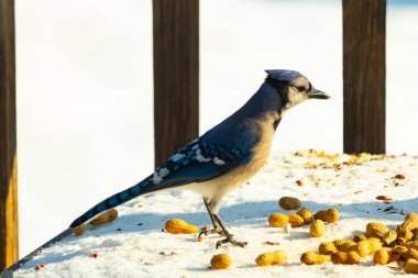 Canlı bir mavi karga, etrafa saçılmış fıstıklarla çevrili, karlı bir zemin üzerinde duruyor. Kuşun çarpıcı mavi ve beyaz tüyleri, arka plandaki kahverengi ve beyaz çitlerle çok güzel tezat oluşturuyor..