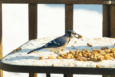 Gagalı fıstıklı çarpıcı bir Mavi Jay dağınık fındıkların arasında karların üzerinde duruyor. Kış yaban hayatının canlı güzelliğini yakalar.