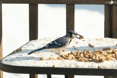 Gagalı fıstıklı çarpıcı bir Mavi Jay dağınık fındıkların arasında karların üzerinde duruyor. Kış yaban hayatının canlı güzelliğini yakalar.