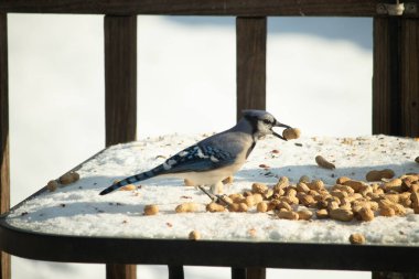 Gagalı fıstıklı çarpıcı bir Mavi Jay dağınık fındıkların arasında karların üzerinde duruyor. Kış yaban hayatının canlı güzelliğini yakalar.