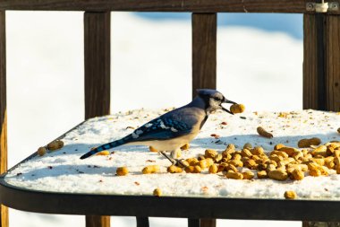 Gagalı fıstıklı çarpıcı bir Mavi Jay dağınık fındıkların arasında karların üzerinde duruyor. Kış yaban hayatının canlı güzelliğini yakalar.