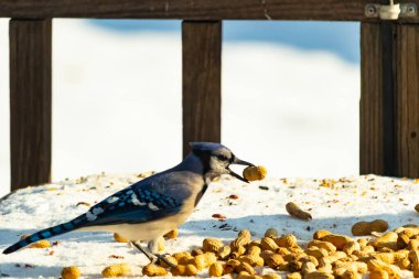 Gagalı fıstıklı çarpıcı bir Mavi Jay dağınık fındıkların arasında karların üzerinde duruyor. Kış yaban hayatının canlı güzelliğini yakalar.