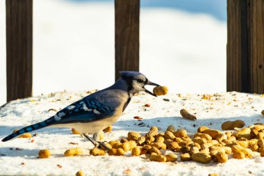 Gagalı fıstıklı çarpıcı bir Mavi Jay dağınık fındıkların arasında karların üzerinde duruyor. Kış yaban hayatının canlı güzelliğini yakalar.