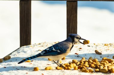 Gagalı fıstıklı çarpıcı bir Mavi Jay dağınık fındıkların arasında karların üzerinde duruyor. Kış yaban hayatının canlı güzelliğini yakalar.