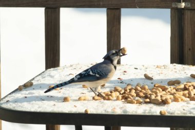 Gagalı fıstıklı çarpıcı bir Mavi Jay dağınık fındıkların arasında karların üzerinde duruyor. Kış yaban hayatının canlı güzelliğini yakalar.