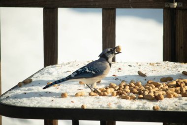 Gagalı fıstıklı çarpıcı bir Mavi Jay dağınık fındıkların arasında karların üzerinde duruyor. Kış yaban hayatının canlı güzelliğini yakalar.