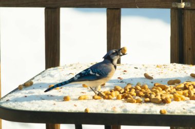 Gagalı fıstıklı çarpıcı bir Mavi Jay dağınık fındıkların arasında karların üzerinde duruyor. Kış yaban hayatının canlı güzelliğini yakalar.
